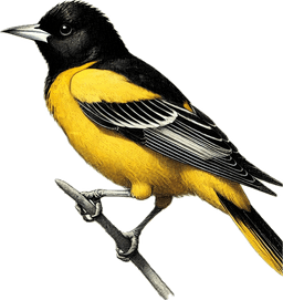 Scott's Oriole