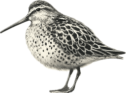 Short-billed Dowitcher