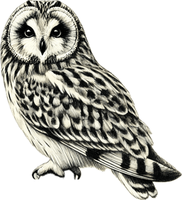 Short-eared Owl