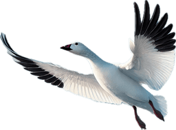 Snow Goose