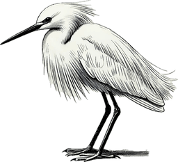 Snowy Egret