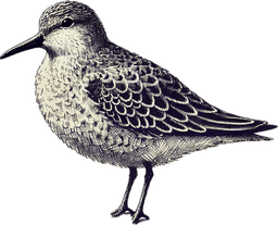 Surfbird