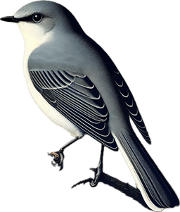 Townsend's Solitaire