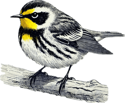Townsend's Warbler