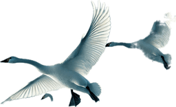 Tundra Swan