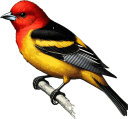 Western Tanager