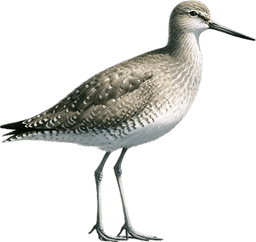 Willet