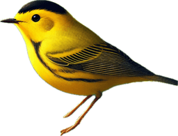 Wilson's Warbler
