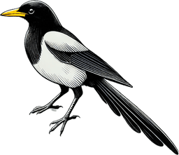 Yellow-billed Magpie