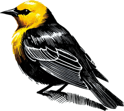 Yellow-headed Blackbird