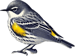 Yellow-rumped Warbler