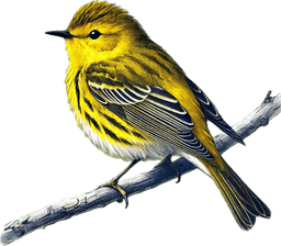 Yellow Warbler
