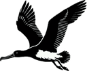 Seabirds