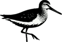 Shorebirds